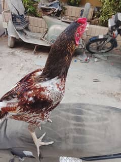 meawali