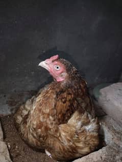 Aseel Home breed female for sale
