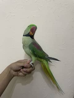 My
