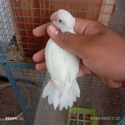 granted breeder pair