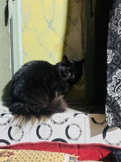 Black Persian male cat