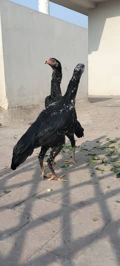 O shamo