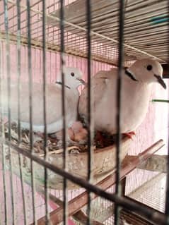 ringneck