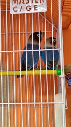 blue