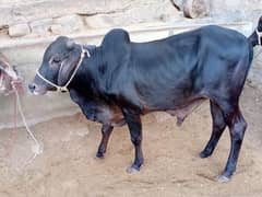 Cow
