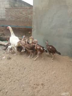 aseel buht e nayab chiz h