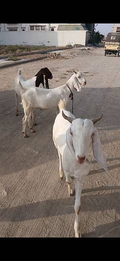 2 daanth 2 teeth khasi bakre