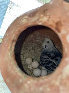 Australian birds with cage