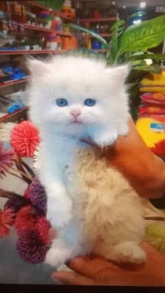 Active Healthy and playful kittens up for sale