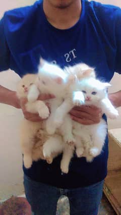 Persian Kitten | triple coat kittens | Kittens pair | cat for sale