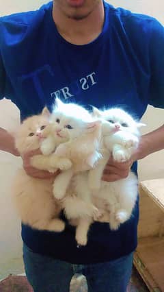 Persian Kitten | triple coat kittens | Kittens pair | cat for sale