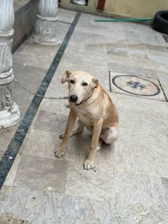 Family Dog and Security dog