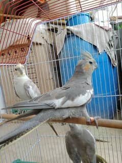 cockatiel for sale 2 female 1 male