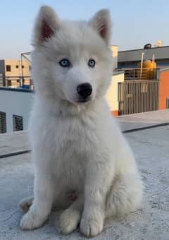 Alaskan