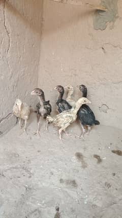 Pure Aseel shajra chicks