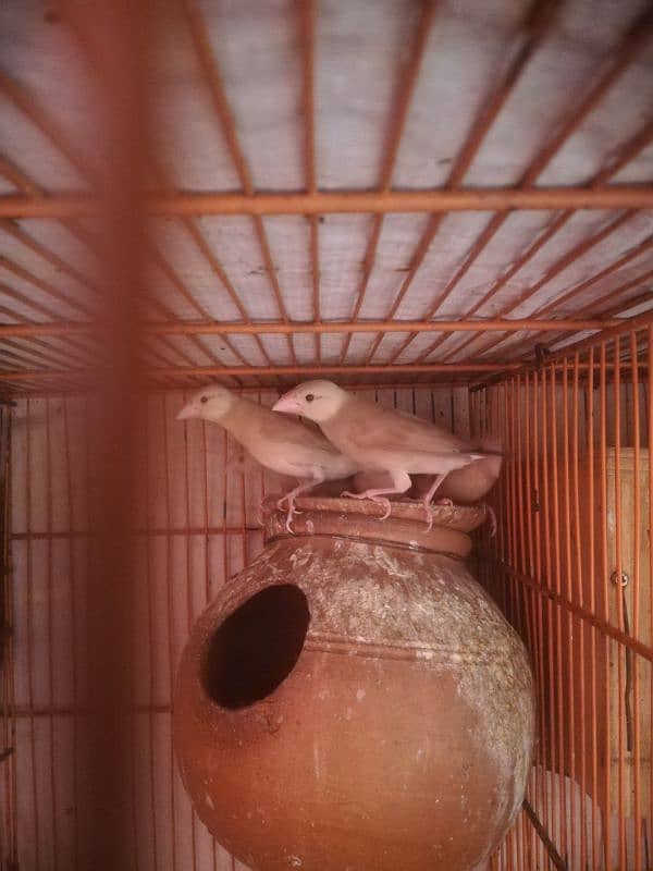 Fawn java patha available 0