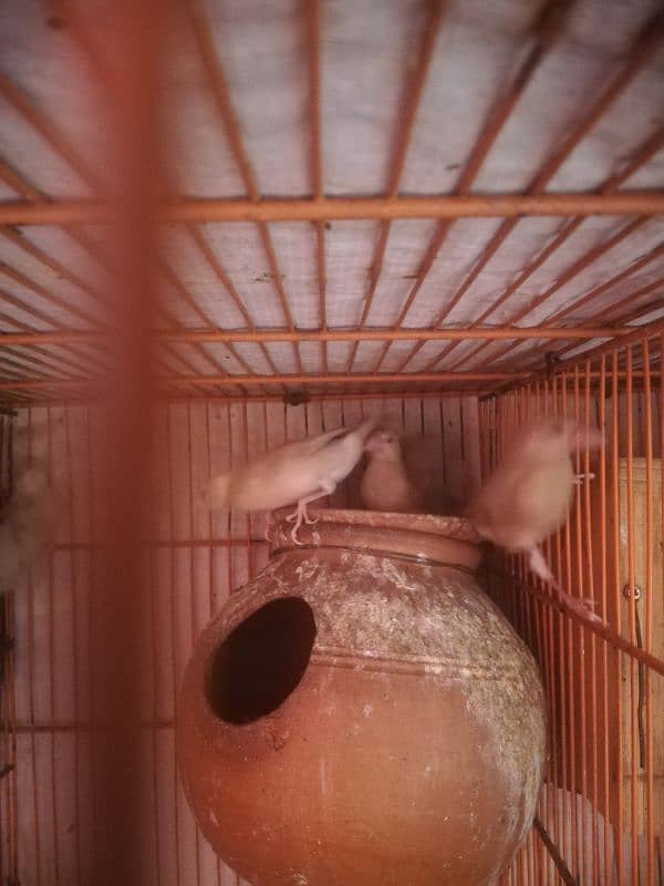 Fawn java patha available 1