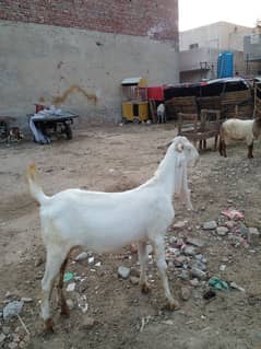 desi rajanpuri
