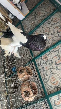 pigeons for sale from home setup