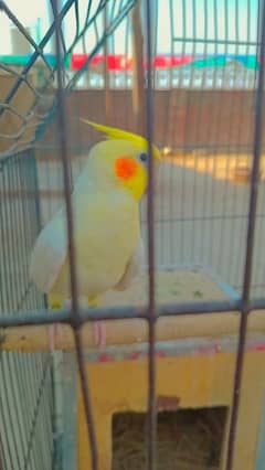 COCKTAIL BREEDER PAIR FULL HEALTHY AND ACTIVE