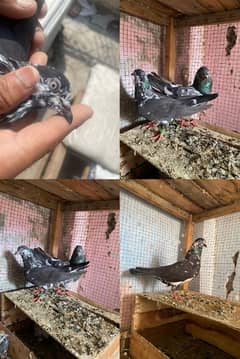 pigeon for sale