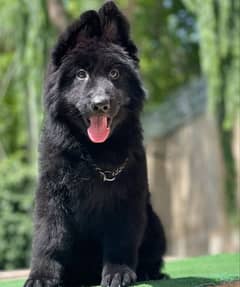 VERY HIGH QUALITY BLACK GERMAN PUPPY FOR SALE