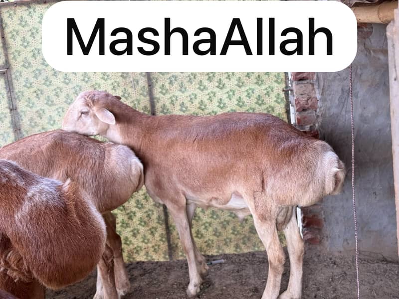 Dumba for Sale Read full ad thanks 4