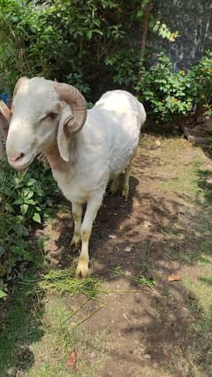 turkey dumba