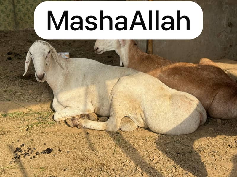 Dumba for Sale Read full ad thanks 0