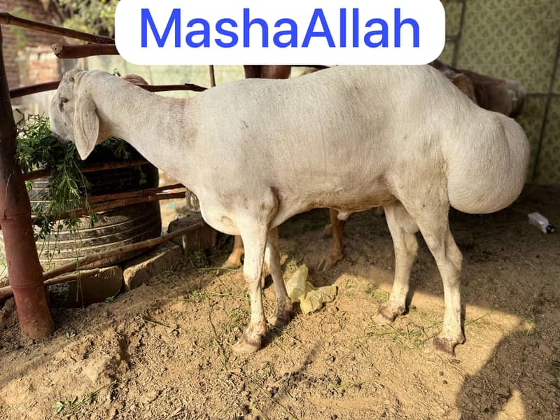 Dumba for Sale Read full ad thanks 1