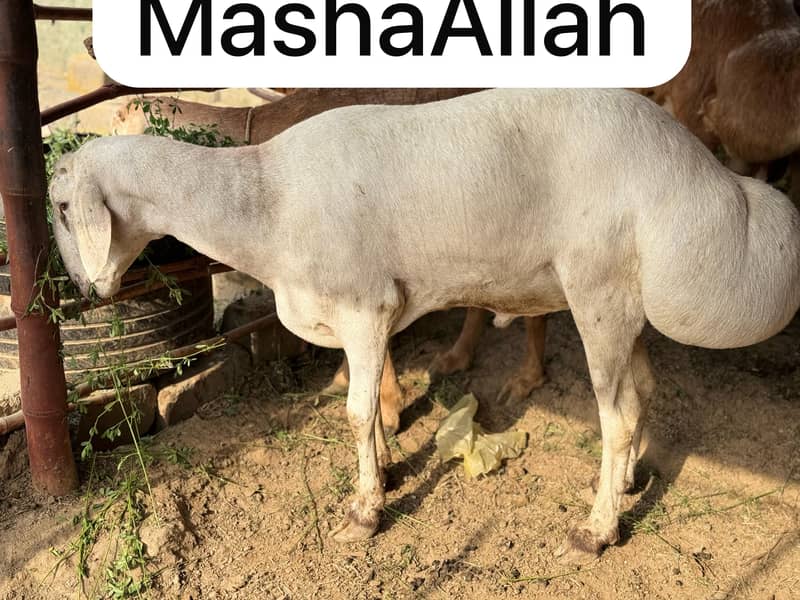 Dumba for Sale Read full ad thanks 3