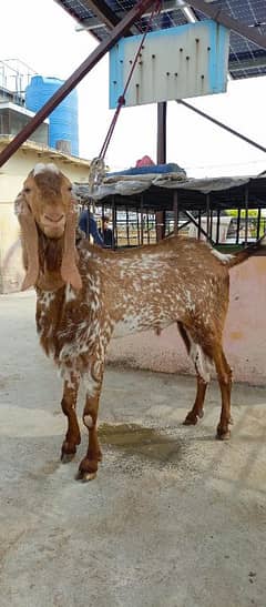 makhi cheena breeder aur qurbani k lia high quality Beautiful male