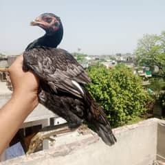 Aseel Murga