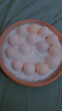 shamoo egges
