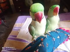 Raw parrots