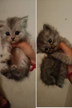 pershian kiten