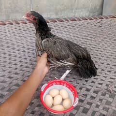 Aseel