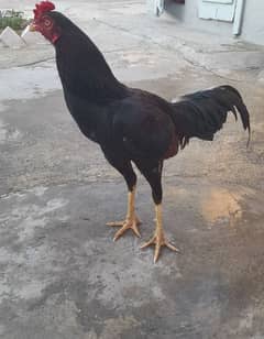 aseel hen