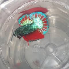 IMPORTED EXOTIC BETTA