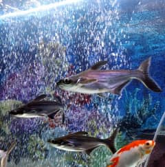 koi fish shark fish pair