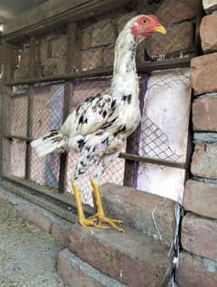 aseel pata full healthy