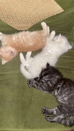 Persian kittens