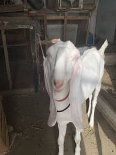 Pure gulabi bakri 1 saal ki h