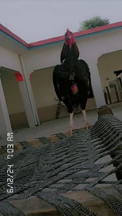 forsale murga