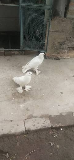 pigeon