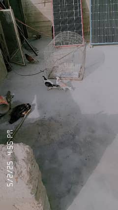 sherazi
