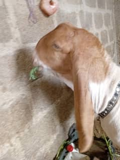 ando bakra for sale