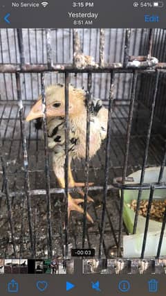 king size Shamo male chick and Thai cross pathay