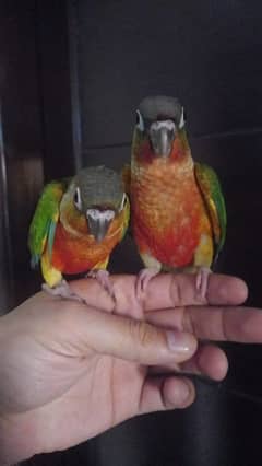 conure | tamed | pair | parrots | available