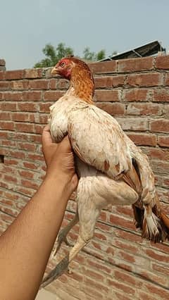 Bozki Female for Sale